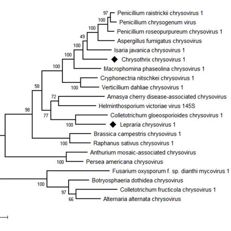 Phylogenetic Maximum Likelihood Tree Computed On Rdrp Amino Acid