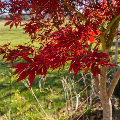 Acer Palmatum Sumi Nagashi Japanese Maple