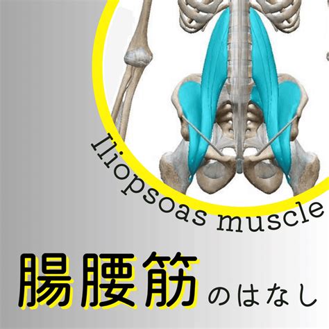 【腸腰筋】解剖学・起始停止と神経支配、働き｜伊藤陵亮【整体×ヨガ×読書】