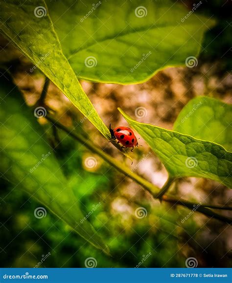 Cute Ladybug stock photo. Image of animal, spot, cute - 287671778