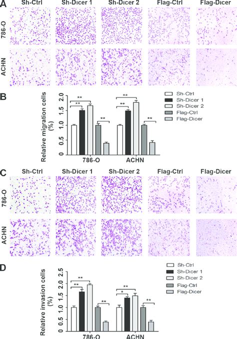 Dicer Inhibited Ccrcc Cell Migration And Invasion In Vitro The