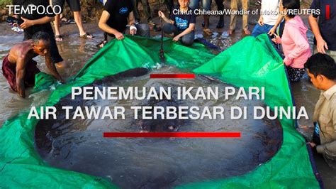 Ikan Pari Air Tawar Terbesar Di Dunia Ditemukan Di Sungai Mekong