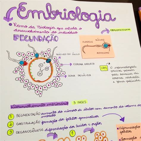 Resumo Embriologia Cores Vivas Estudos Escola De Medicina Rotina De