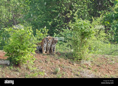 Royal Bengal Tiger Or Panthera Tigris Tigris Cubs At Tadoba National