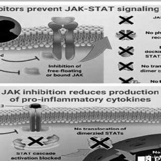 nhibition of JAK Receptors by Immunosuppressive Drug and hence the JAK ...