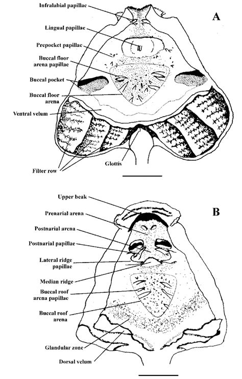 Frog Oral Cavity Diagram