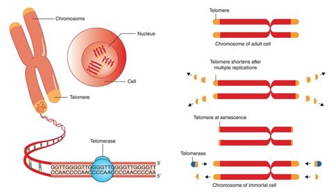 Invecchiamento E Telomeri Microbiologia Italia