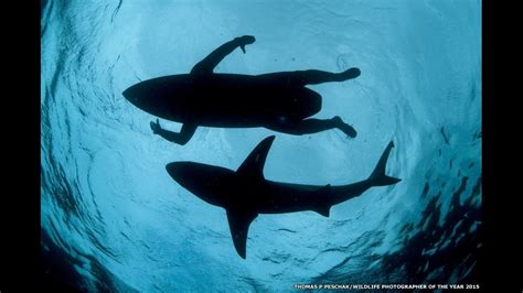 Fotos Foto de tubarão nadando surfista disputa concurso sobre vida