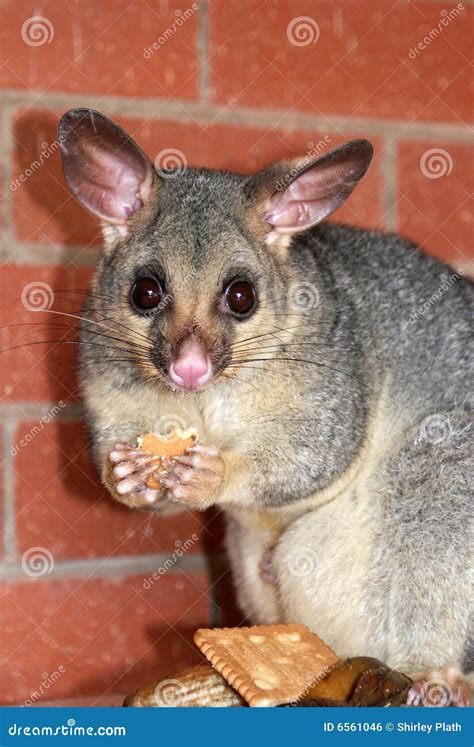 Possum eating stock photo. Image of eyes, holding, hungry - 6561046