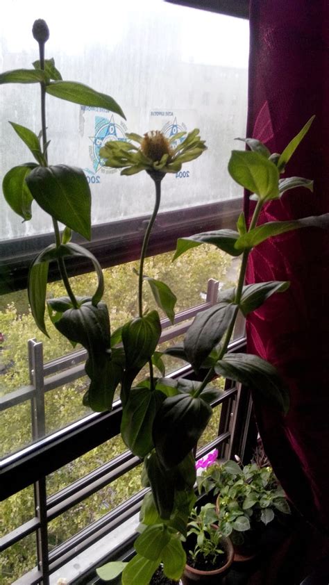 Springtime Windowsill Bloom Common Zinnia Green Envy Zinnia