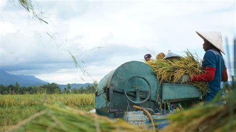 Kementan Pastikan Produksi Beras Nasional Aman Hingga Akhir Tahun 2023