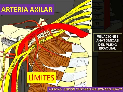 Arteria Axilar