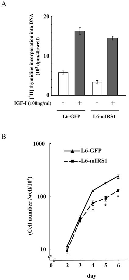 A Methyl 3H Thymidine Incorporation Into DNA Was Measured During The