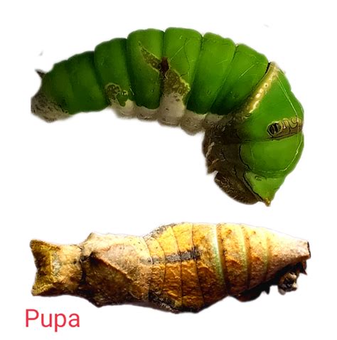 Pupa of Citrus butterfly (Papilio demoleus) | Download Scientific Diagram