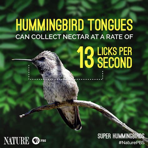 Super Hummingbirds Astonishing Hummingbird Facts Nature Pbs