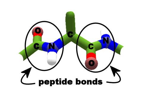 Peptide Bond | Foldit Wiki | FANDOM powered by Wikia