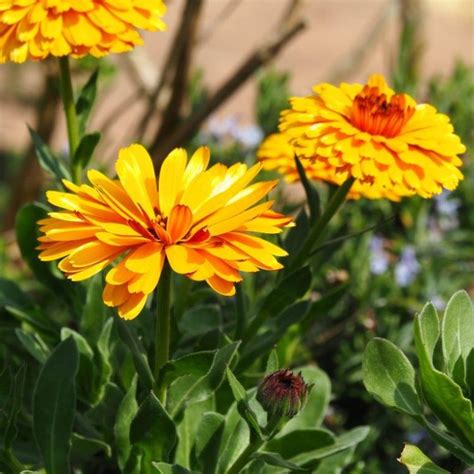 How to Make your own Calendula Salve or Ointment | Organic Gardener