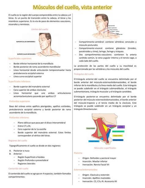 Músculos del cuelo vista anterior Vianey Adriana uDocz
