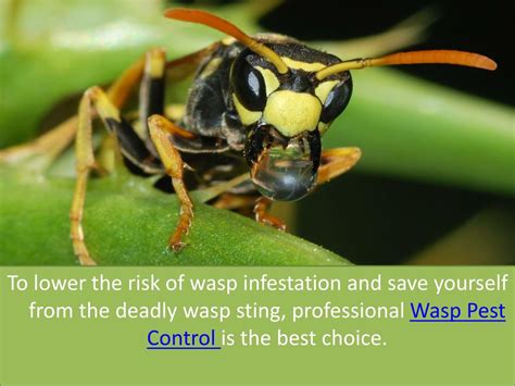 Ppt Wasp Pest Control Best Way To Remove Wasps Powerpoint Presentation Id 7607865