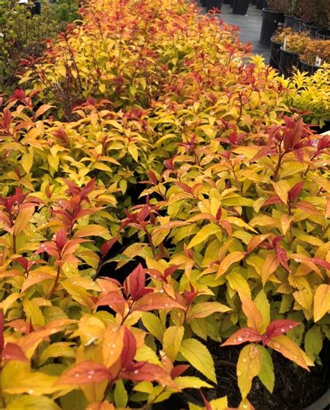 Goldflame Spirea Shrubs Moonfire And Sun Garden Center