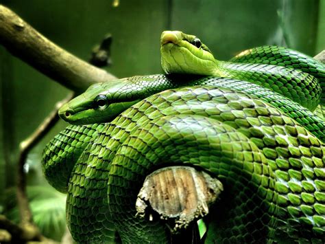 pictures  snakes      pictures  snakes