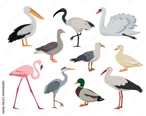 Aquatic And Waterfowl Birds Collection Duck Flamingo Seagull Stork