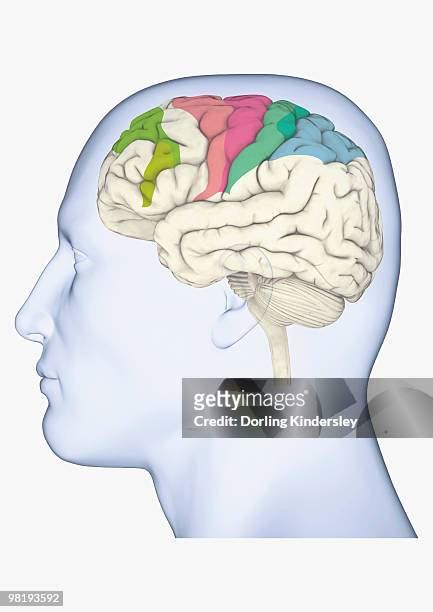 Posterior Parietal Cortex Photos and Premium High Res Pictures - Getty ...