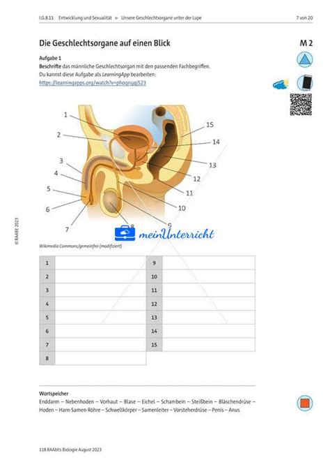 Der Bau der männlichen und weiblichen Geschlechtsorgane meinUnterricht