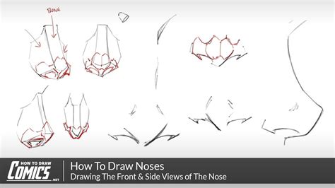 How To Draw Noses Drawing The Front And Side Views Of The Nose Youtube