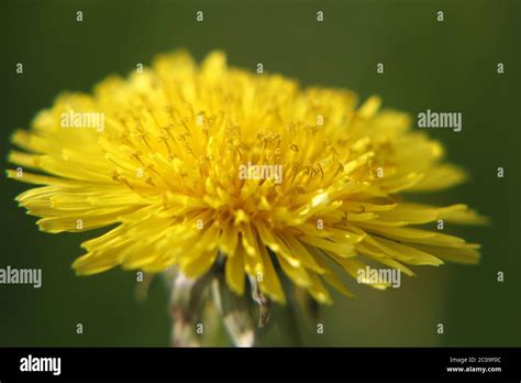 flowers on nature taken up close Stock Photo - Alamy