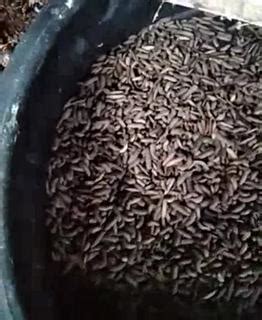 Jual Pupa Dan Prepupa Maggot Tentara Lalat Hitam BSF 1000 Gr Shopee