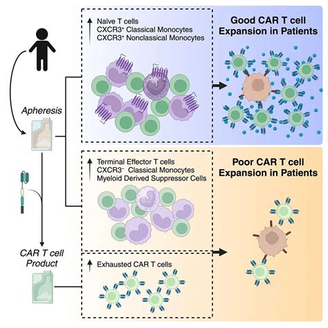 Cancer Cell Car T Cancer Cell