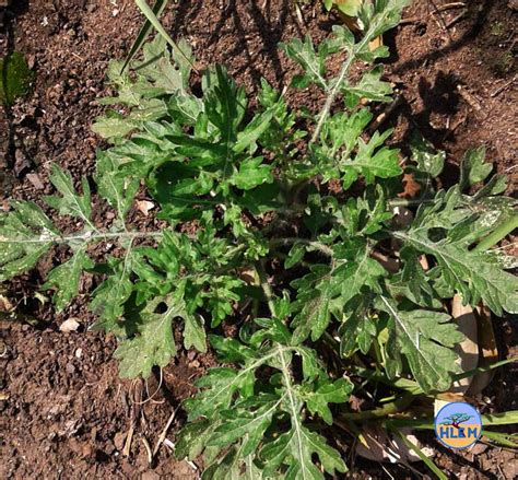 Famine Weed Parthenium Hysterophorus Is A Nemba Cat B Alien Invasive Plant