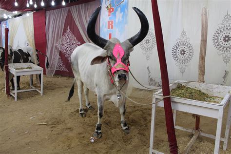 Big Horns Chand Bell In Karachi Cow Mandi Cow Mandi Cattle Farm