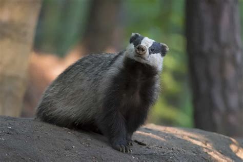 Badger Tracks: Identification Guide for Snow, Mud, and More - A-Z Animals