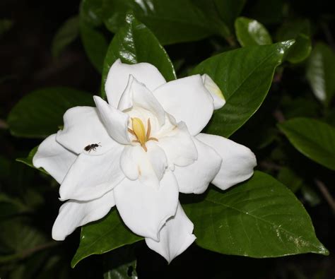 Gardenia jasminoides Seeds - Cape Jasmine - Common Gardenia – O'Neill Seeds