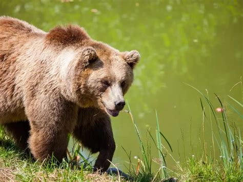 Aprende todo sobre el periodo de hibernación de los osos hábitos y