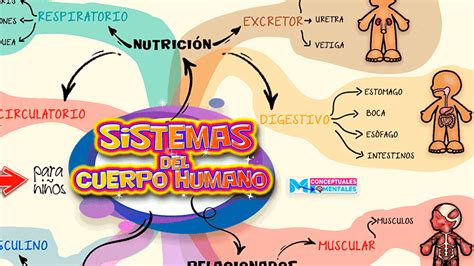 Mapa Conceptual El Cuerpo Humano