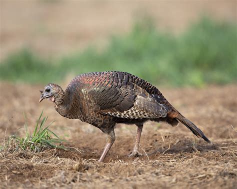 Spring Turkey Season 2025 Kansas Iris Christyna