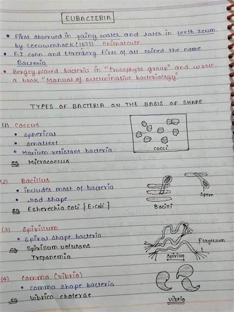 Eubacteria All Points Hand Written Notes For Biology Mcat Neet Jee