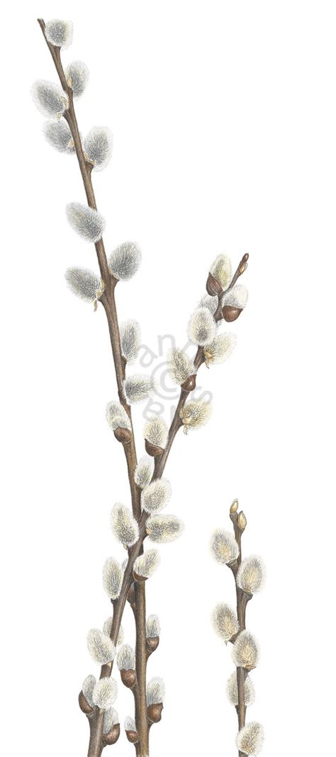 Pussy Willow Ann Swan