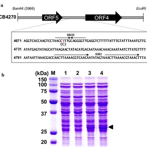 Analysis Of Plasmid Copy Number In L Citreum A Agarose Gel