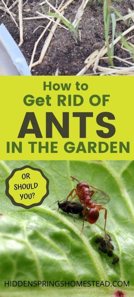 How To Get Rid Of Ants In The Garden Naturally