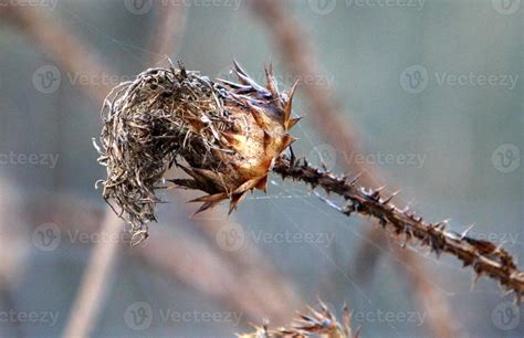 Thorny plants and flowers in a forest clearing. 14301711 Stock Photo at ...