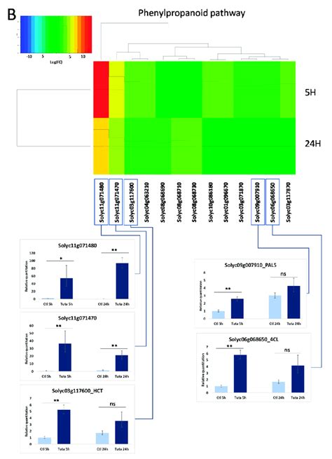 Expression Level Of Selected Genes Representing Key Steps In The