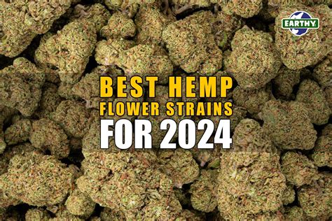 Best Hemp Flower Strains For 2024 Earthy Now