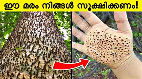 Most Dangerous Tree You Should Never Touch Razin Visuals Youtube