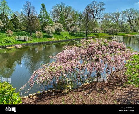 Japanese Garden with pond Stock Photo - Alamy