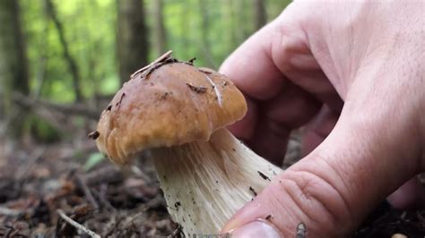 Grzybobranie Kr Tko Zwi Le I Na Temat Mushroom