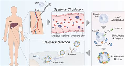 The Biomolecular Corona Of Lipid Nanoparticles For Gene Therapy A